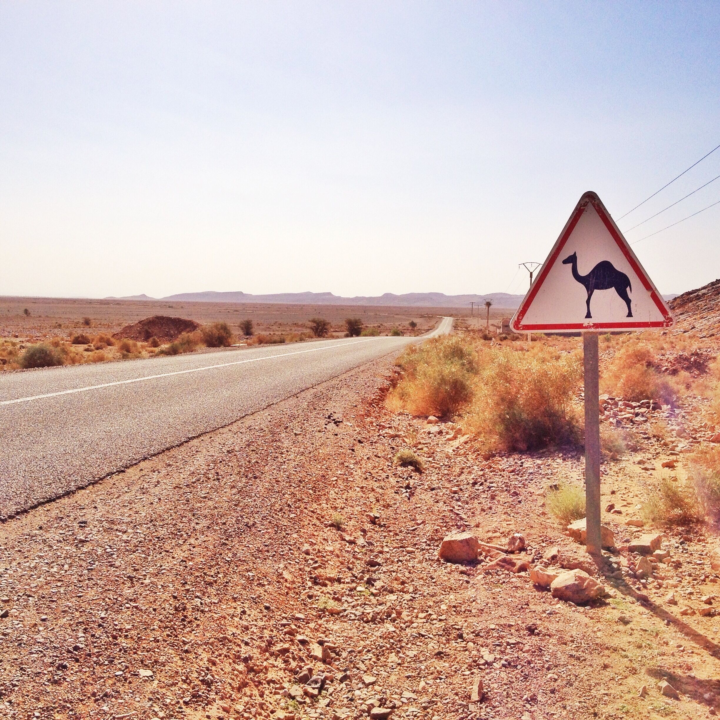 #Merzouga #sahara #desert #camel #morocco #2015