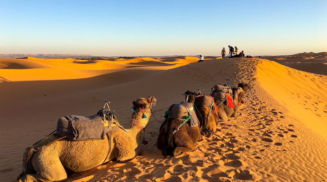 Erg Chebbi, Sahara Desert, Morocco, 摩洛哥 #摩洛哥 #travel #red #nationalpark #hiking #morocco #culture #tradition #landscape #nature