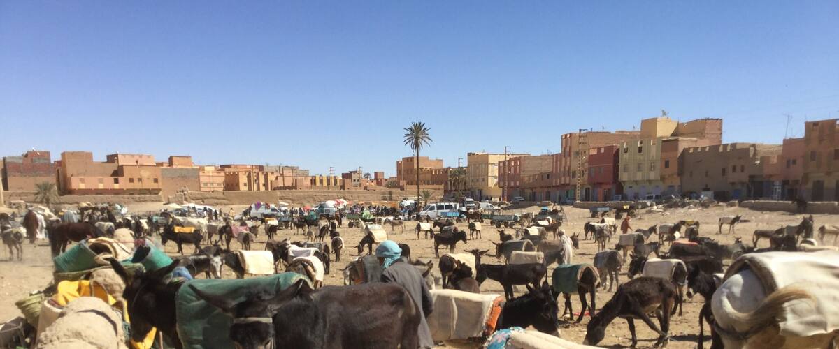 A crowded livestock market with numerous animals and people.