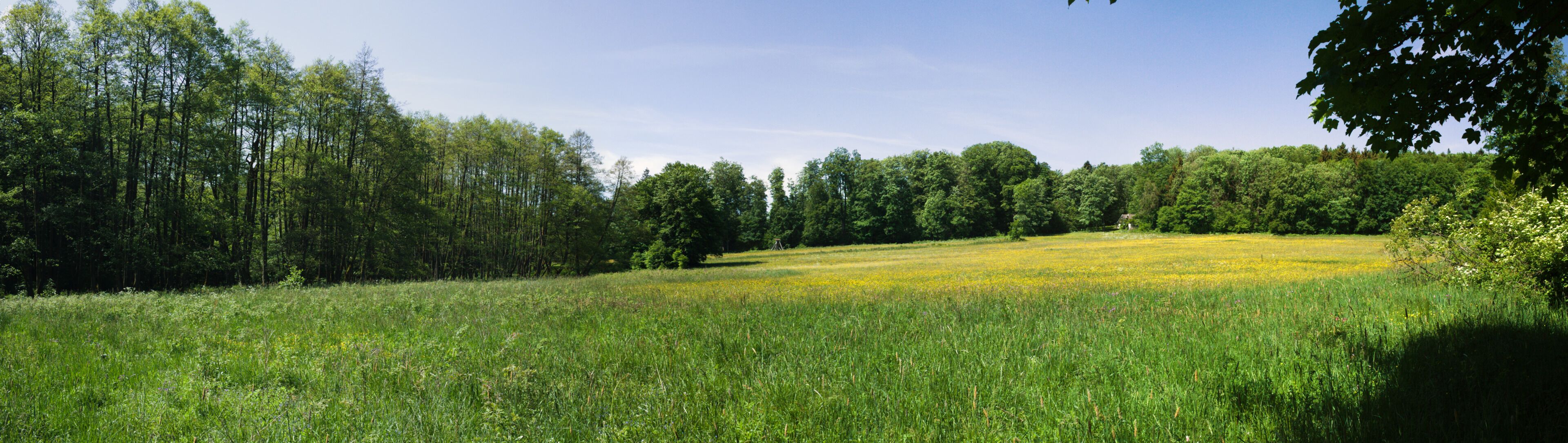 A meadow with tall grass and yellow flowers, surrounded by dense trees.