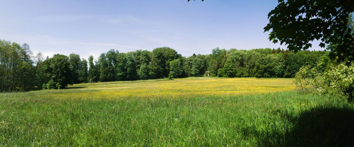 A meadow with tall grass and yellow flowers, surrounded by dense trees.