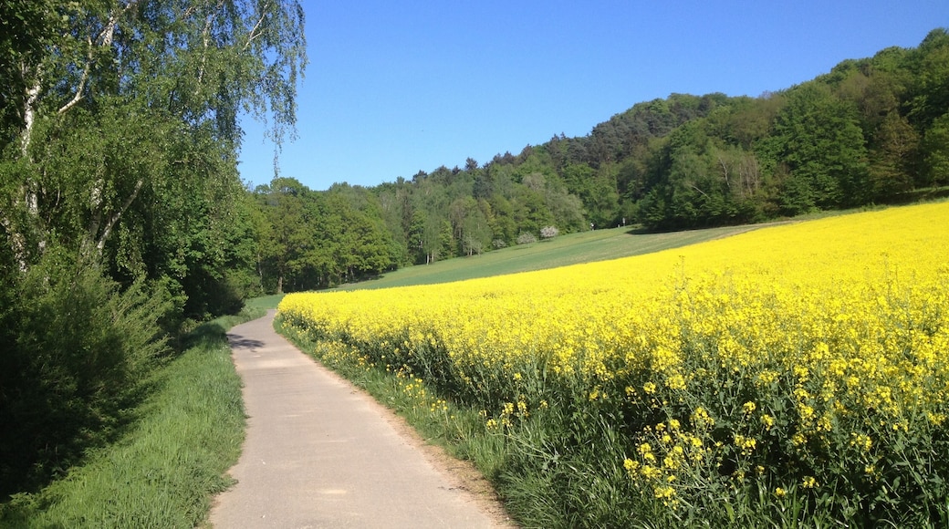 Der Weser-Radweg zwischen Hann. MĂŒnden und Oberweser
