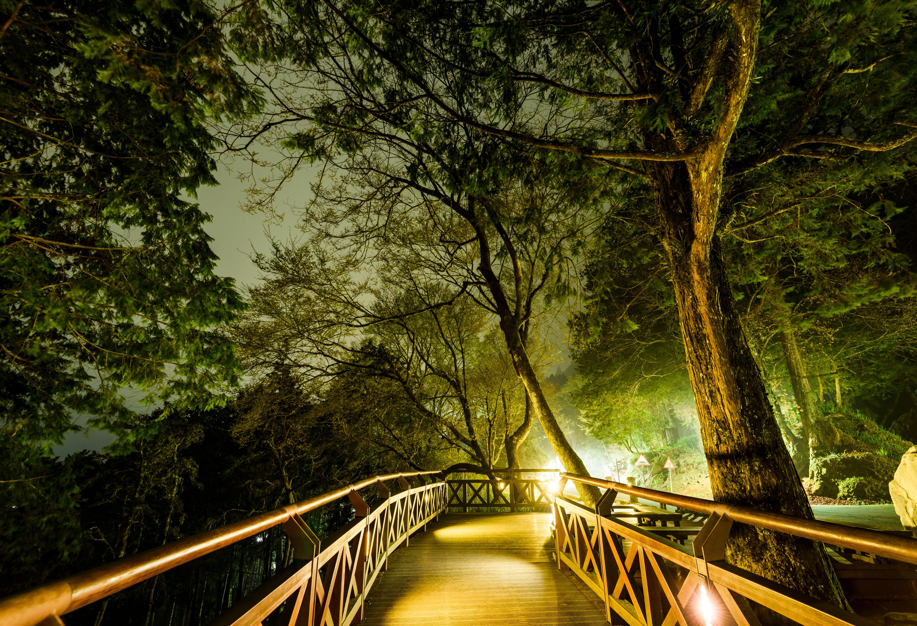 boardwalk paths through the green forest, Alishan Forest Recreation Area in Chiayi, Taiwan.