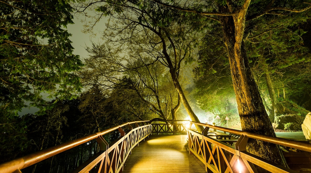 boardwalk paths through the green forest, Alishan Forest Recreation Area in Chiayi, Taiwan.