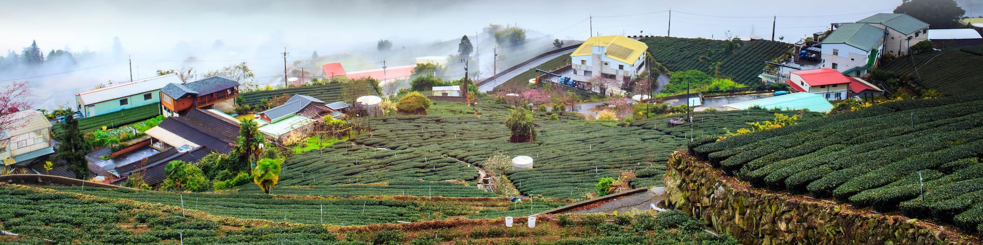 A misty mountain village with terraced tea fields and houses nestled among the clouds.