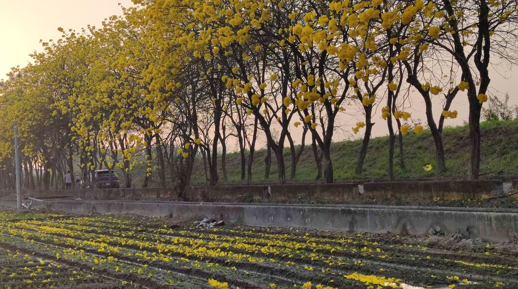Yellow Wind Tamaki Tunnel, Chiayi, Taiwan