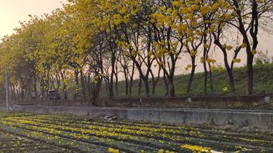 Yellow Wind Tamaki Tunnel, Chiayi, Taiwan