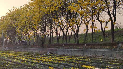 Yellow Wind Tamaki Tunnel, Chiayi, Taiwan