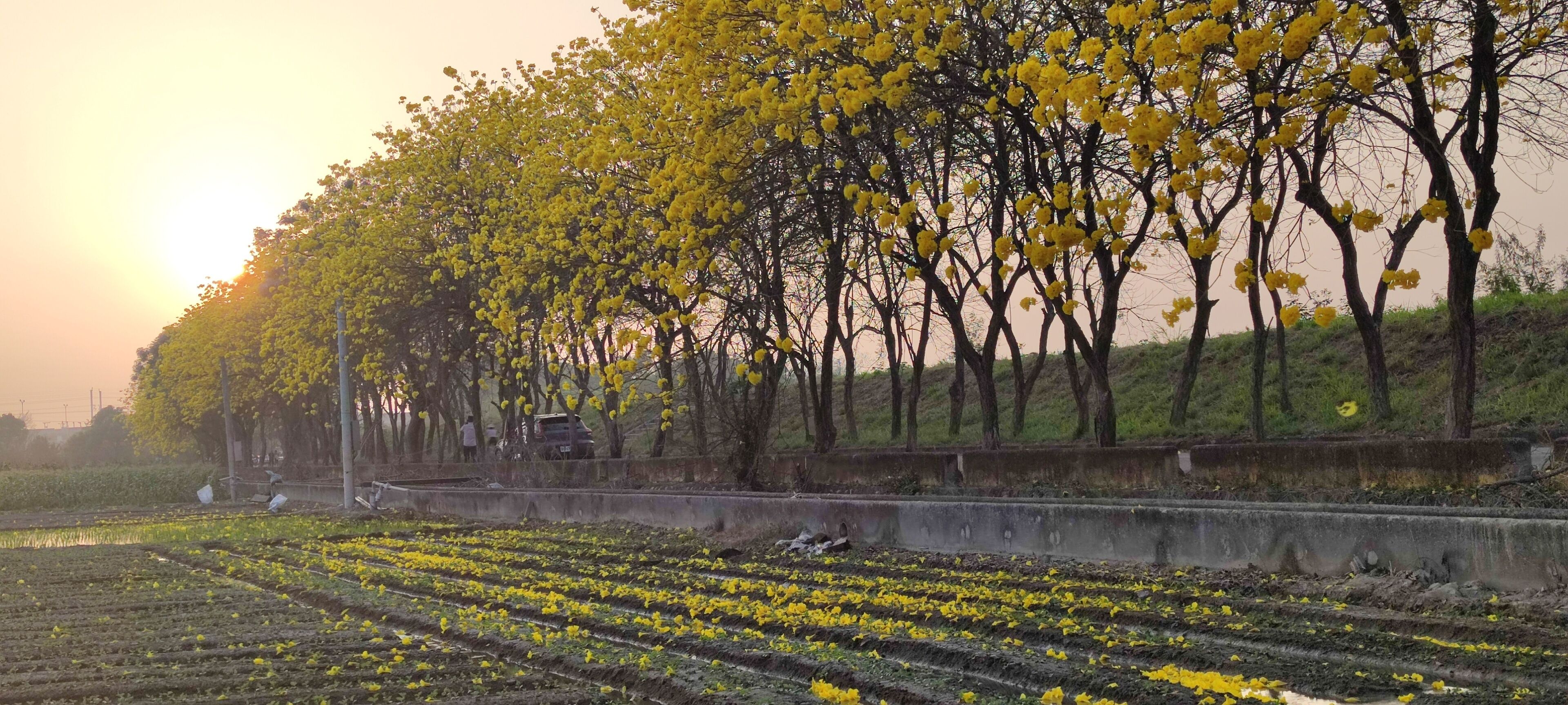 A field with yellow flowers and trees with yellow flowers in the background.