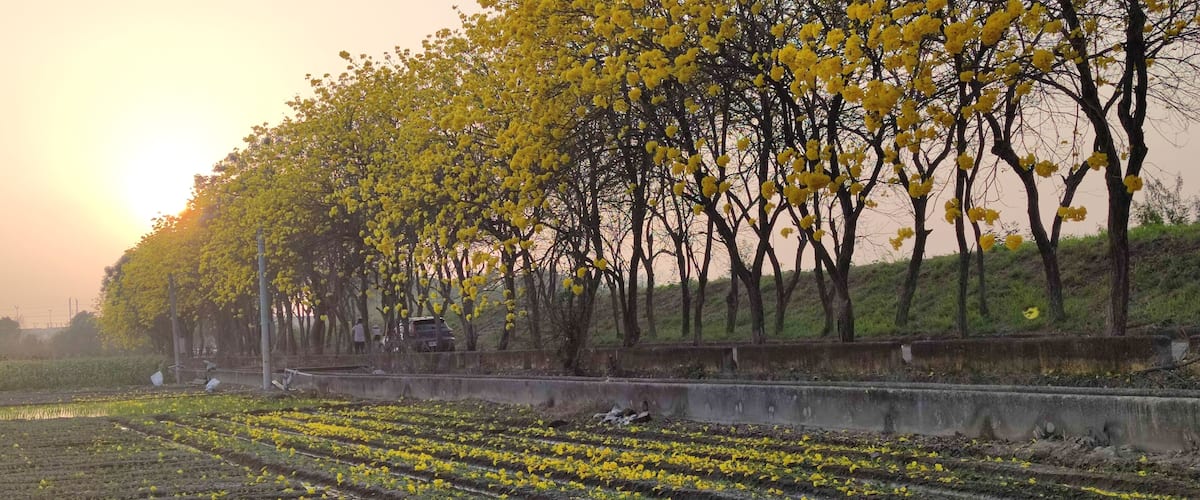A field with yellow flowers and trees with yellow flowers in the background.