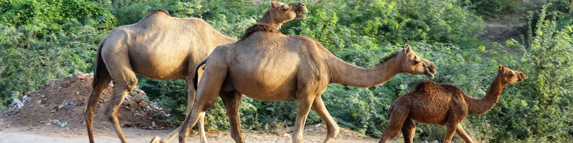 I was staying at a 'glampground' nearby, and spotted this camel family on their way to graze, during an early morning walk. .#lifeatExpedia
