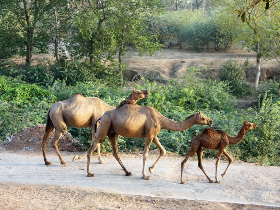 I was staying at a 'glampground' nearby, and spotted this camel family on their way to graze, during an early morning walk. .#lifeatExpedia