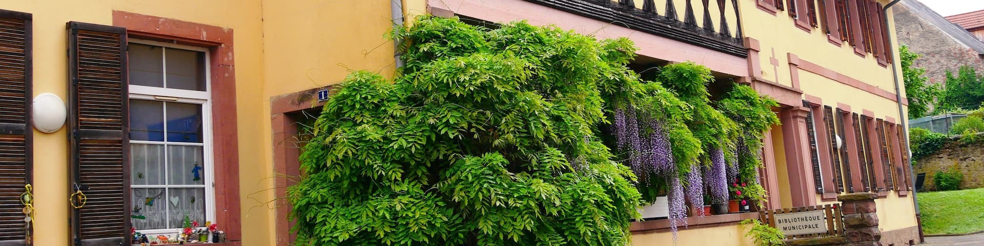 Glycine mauve sur une façade de maison dans le village de Boersch en Alsace. France Europe
