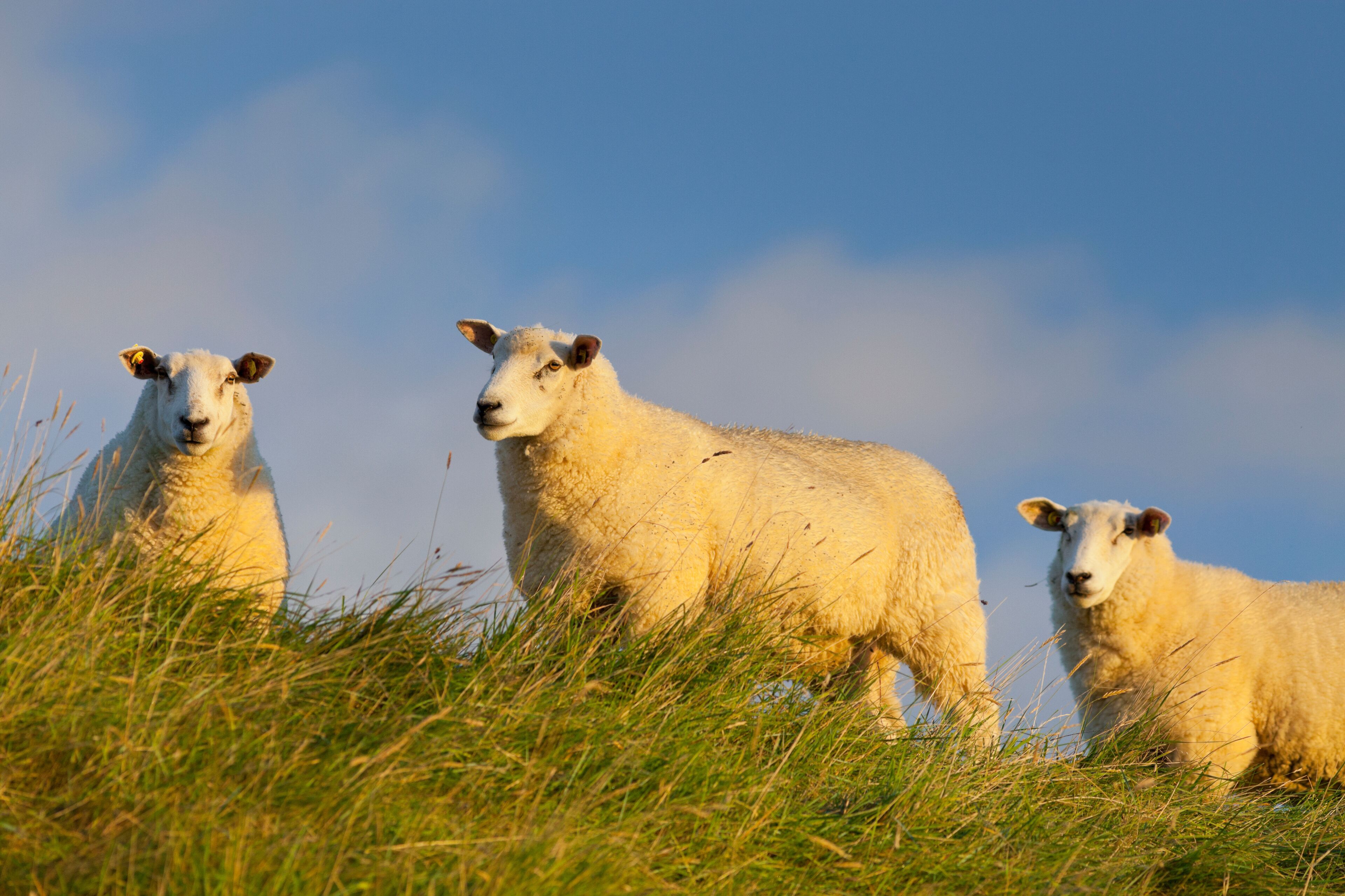 Three sheep in a grassy field with a clear blue sky in the background.