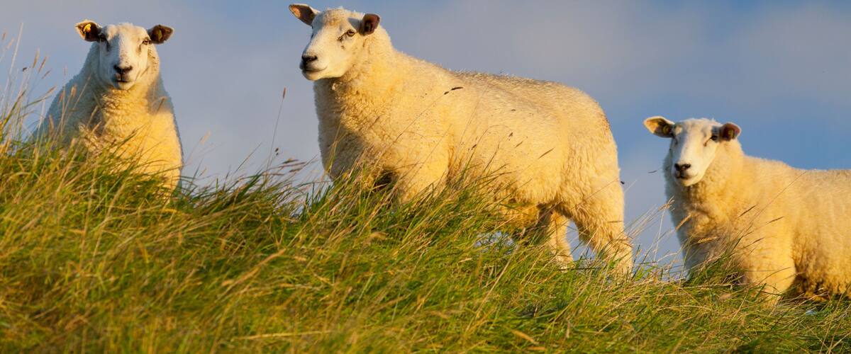 Three sheep in a grassy field with a clear blue sky in the background.
