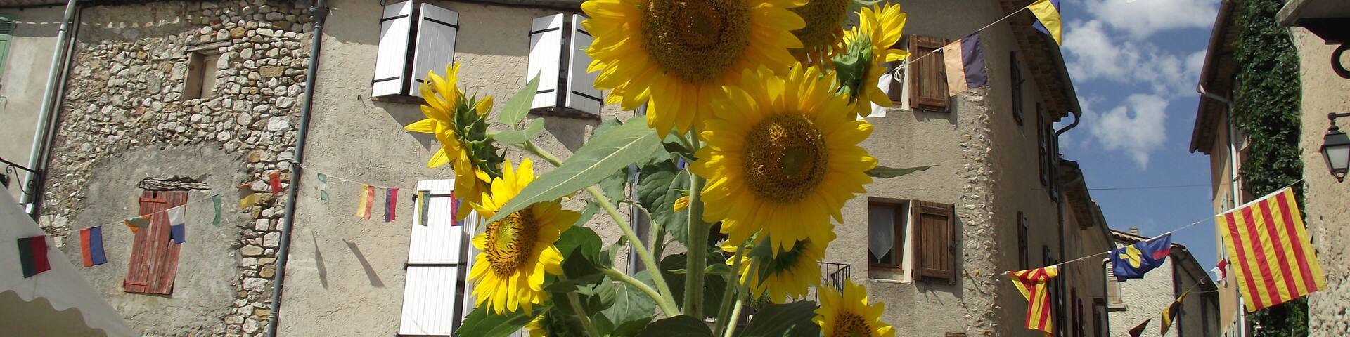 Sunflowers in Castellane Alpes-de-haut-Provence #France #Sunflowers
