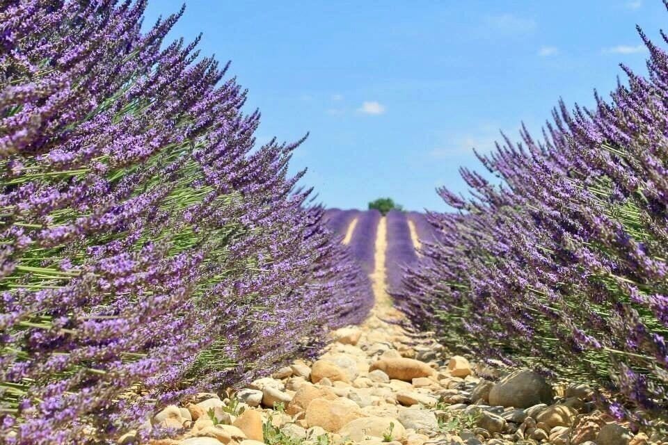 The lavender fields of France are definitely bucket list worthy. They bloom around June-August in Provence, France.It must be seen to be believed!