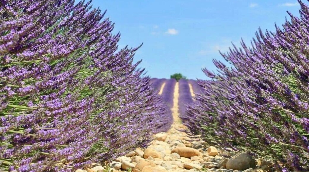 The lavender fields of France are definitely bucket list worthy. They bloom around June-August in Provence, France.It must be seen to be believed!