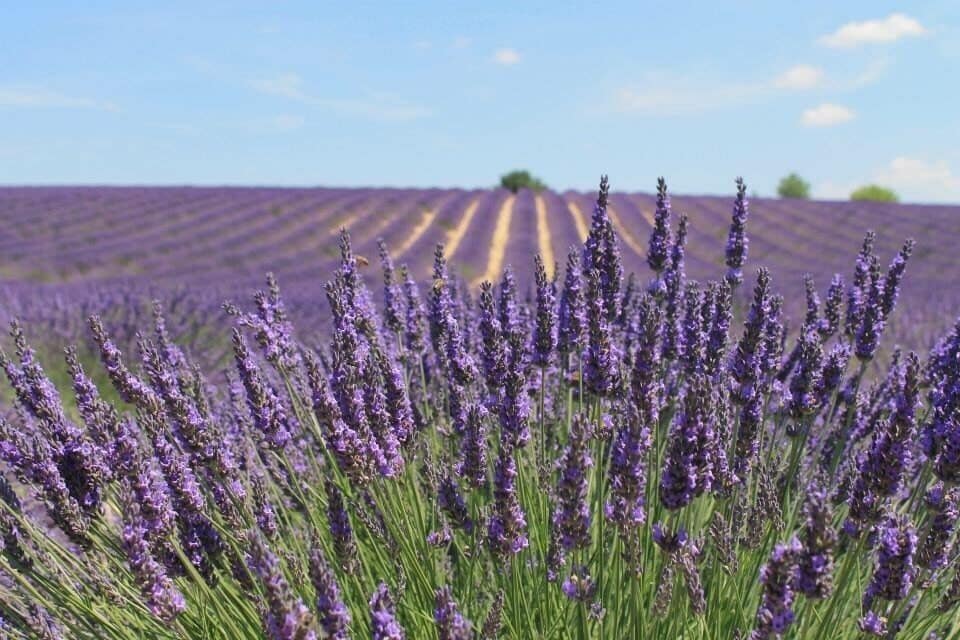 Sea of lavender as far as the eyes can see! The heady aroma of lavender wafts through the air.Every time I smell lavender it brings me back to this amazing day spent in these fields!