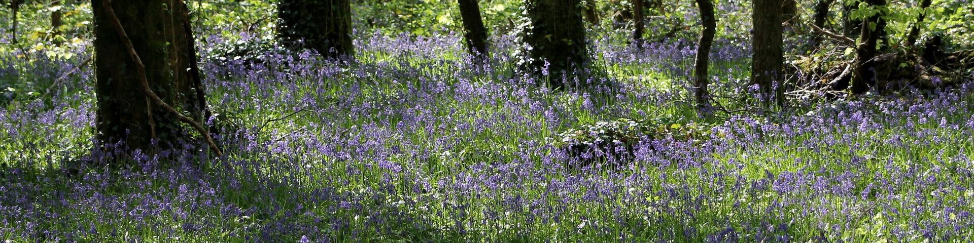 Beautiful walks through the wood carpeted by bluebells.