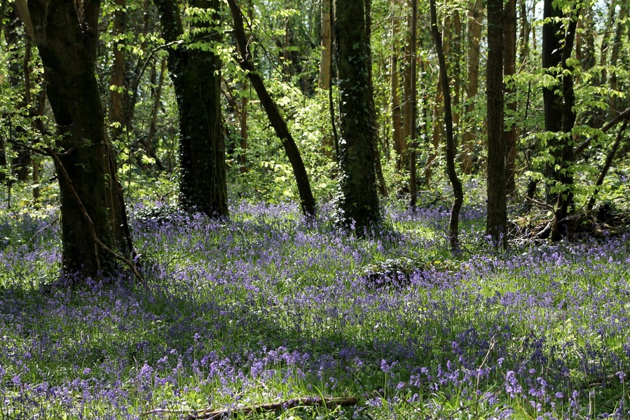Beautiful walks through the wood carpeted by bluebells.