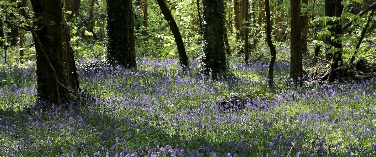 A forest with tall trees and a ground covered in purple flowers.