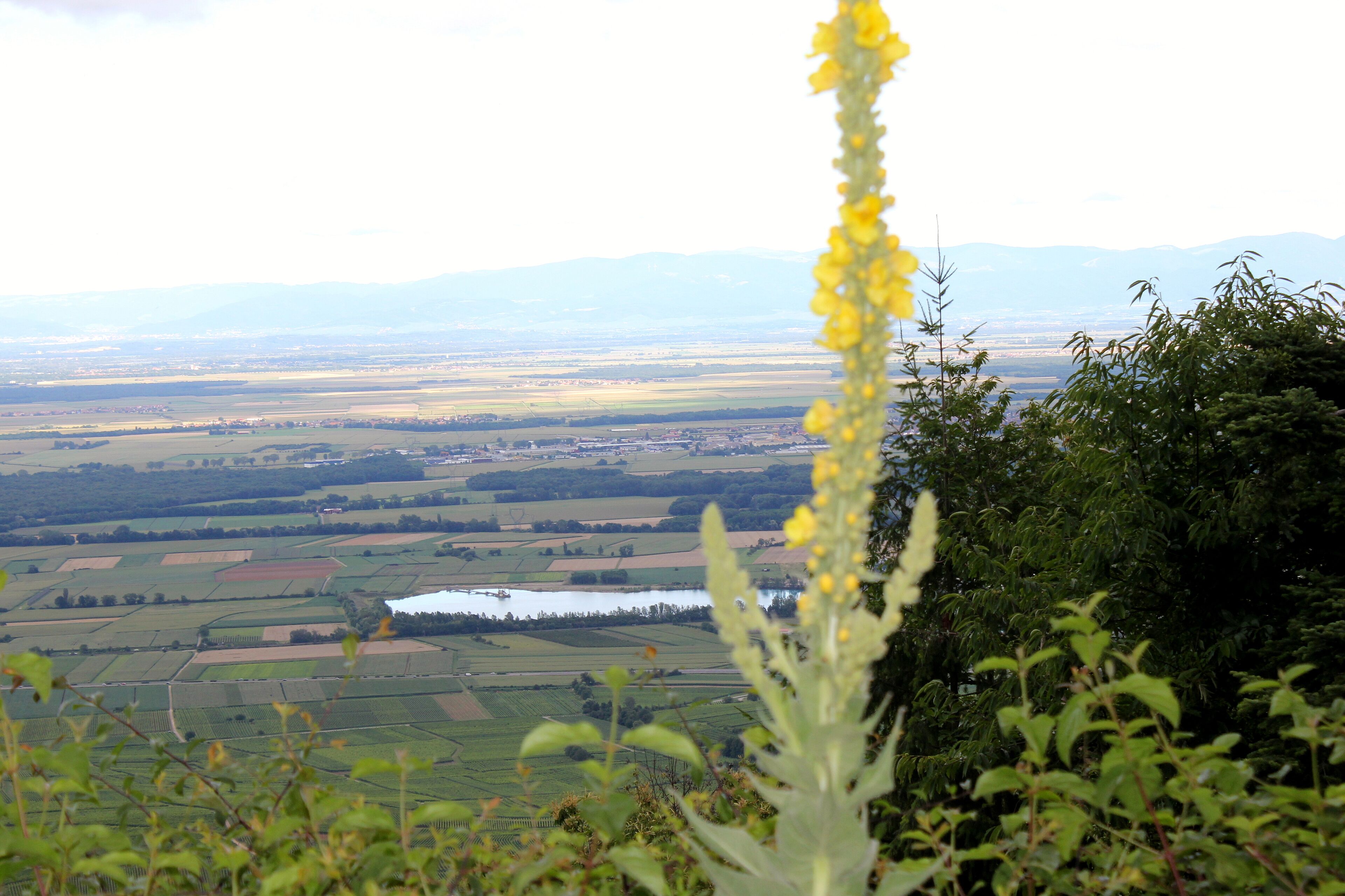 La plaine d'Alsace vue des trois châteaux de Husseren