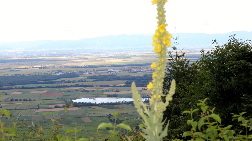 La plaine d'Alsace vue des trois châteaux de Husseren