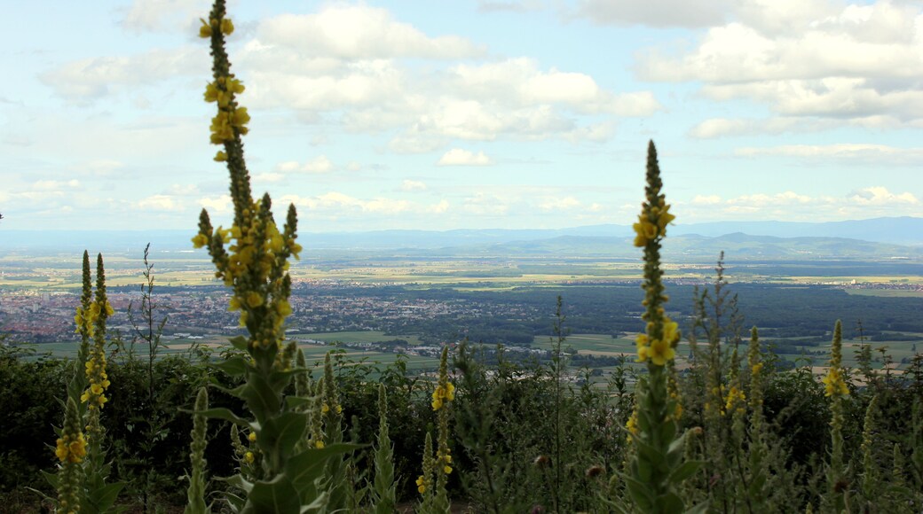 Vue sur la plaine d'Alsace à partir de la colline du Schlossberg (Husseren- les- châteaux)
