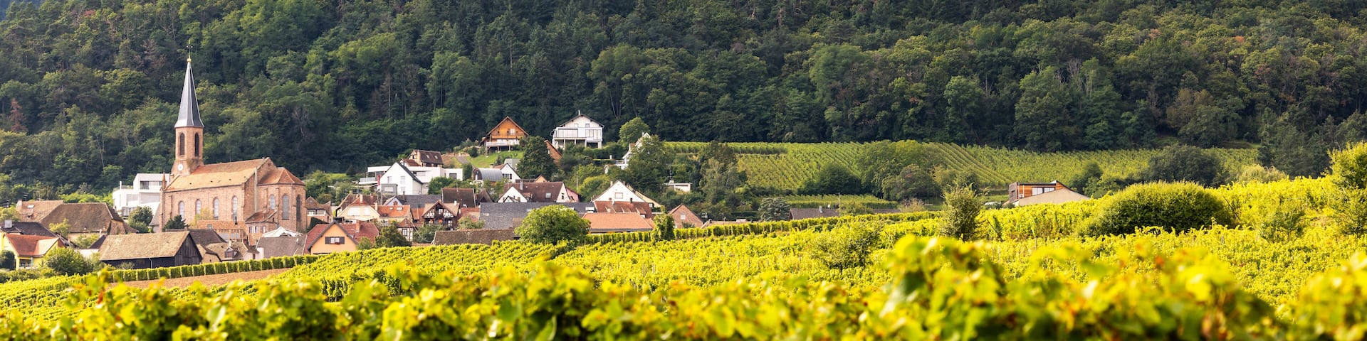 A vineyard with rows of grapevines, a church, and a castle on a hill.