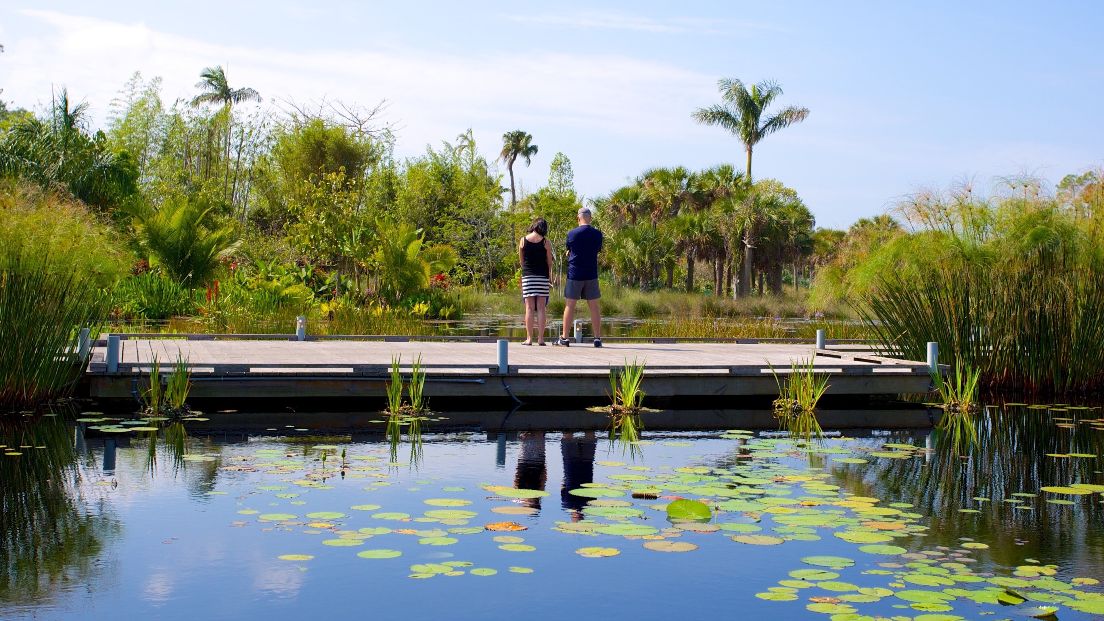 Naples Botanical Garden showing a garden, a pond and a bridge