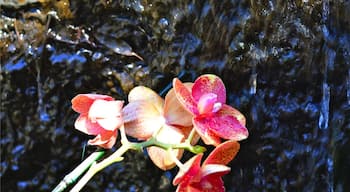 Six beautiful cultivated gardens, 2.5 miles of hiking trails and a restored nature preserve