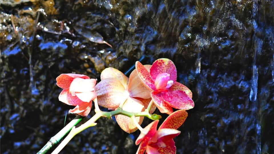A pink and white orchid plant with a rocky background.