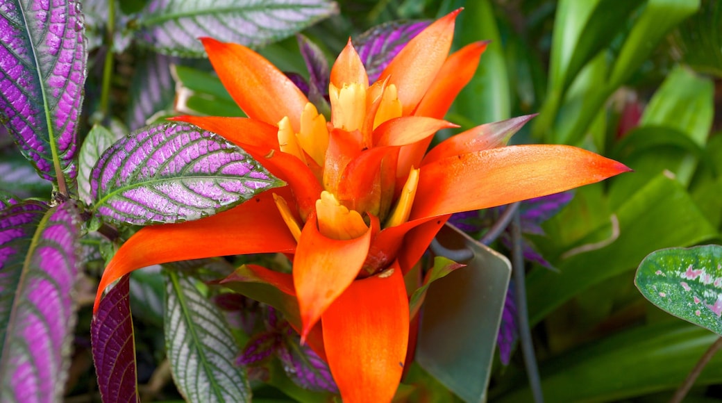 Naples Botanical Garden featuring wildflowers and a garden