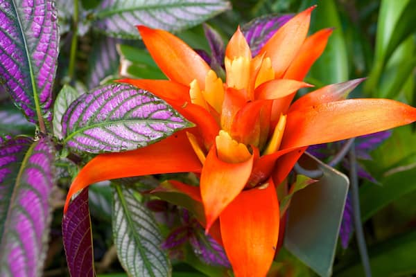 Naples Botanical Garden featuring wildflowers and a garden