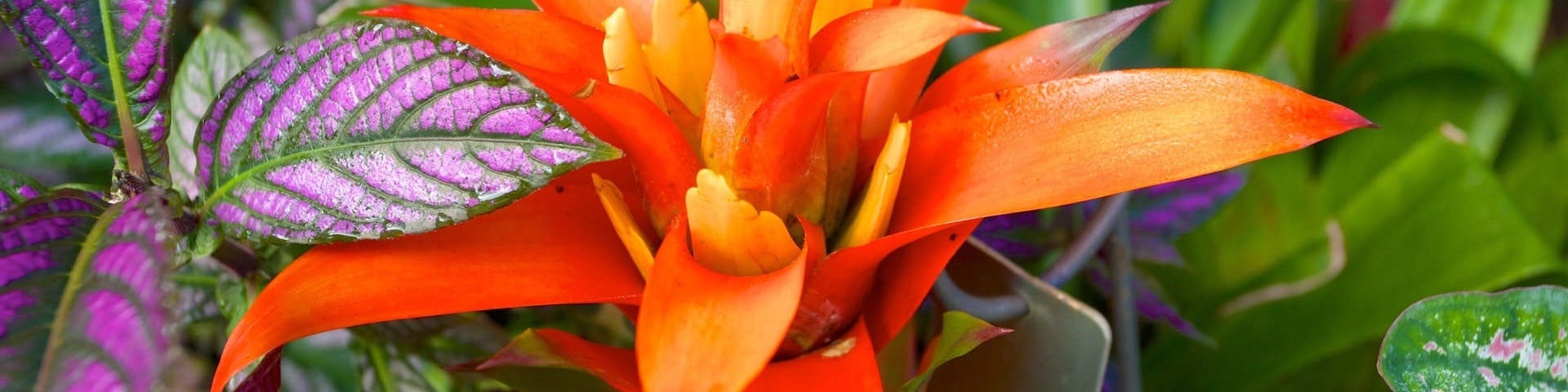 Naples Botanical Garden featuring wildflowers and a garden