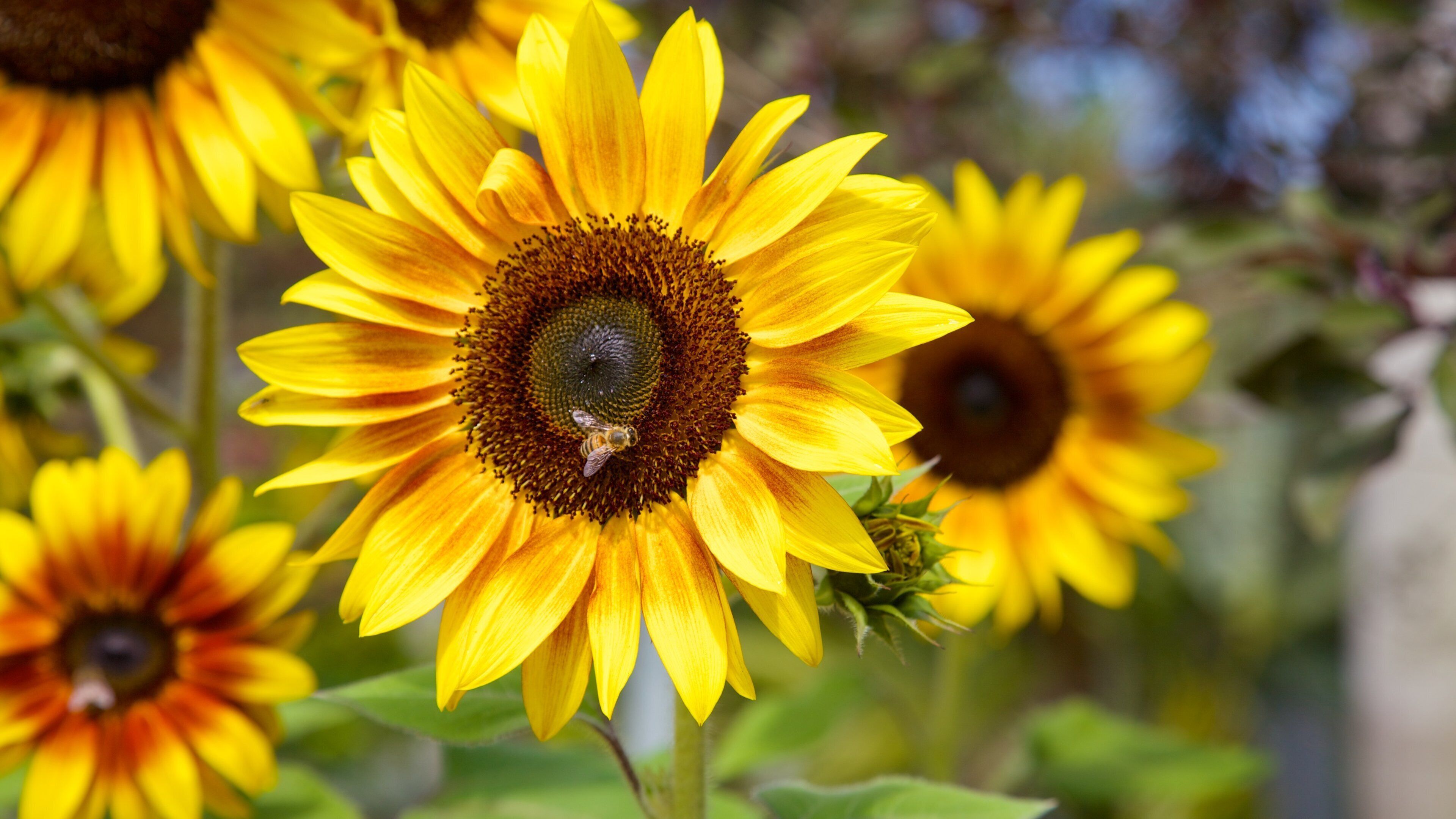 Naples Botanical Garden which includes flowers and a garden