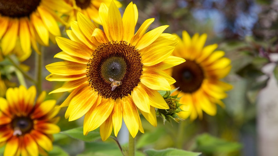 Naples Botanical Garden featuring flowers and a park