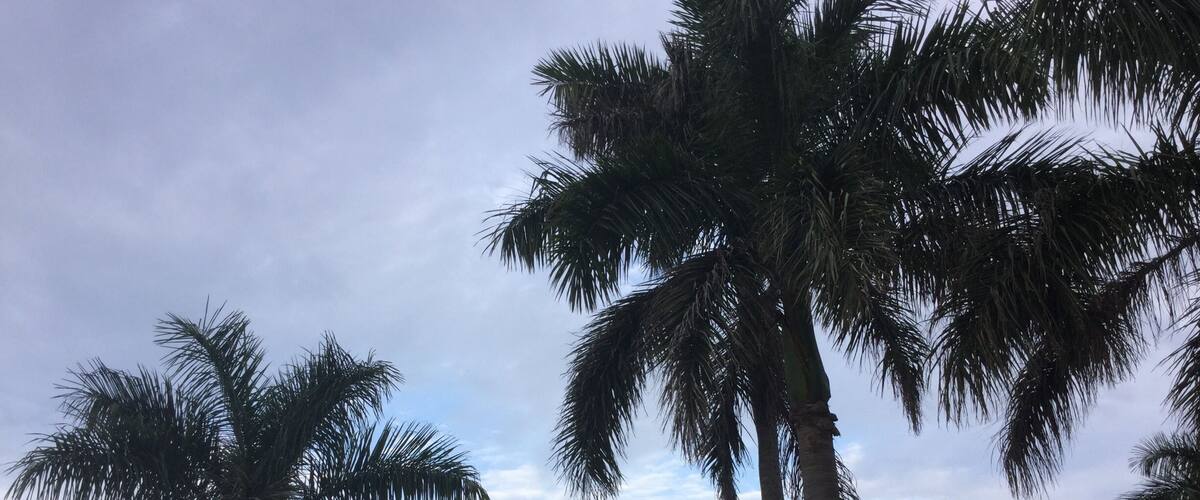 A waterfront with palm trees and a boat dock.