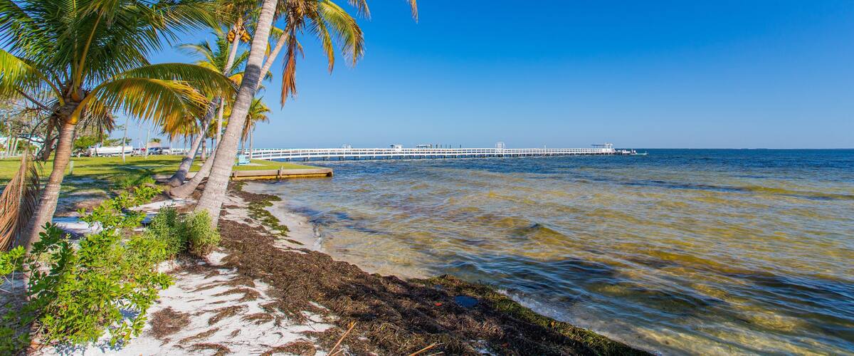 A beach with palm trees, clear water, and a pier in the distance.