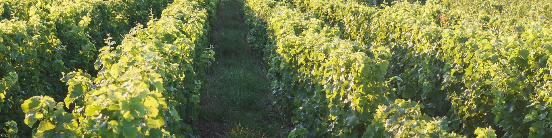 Vineyards surrounding the village of Sancerre, France.