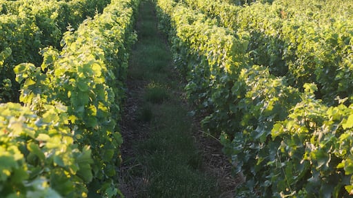 Sancerre