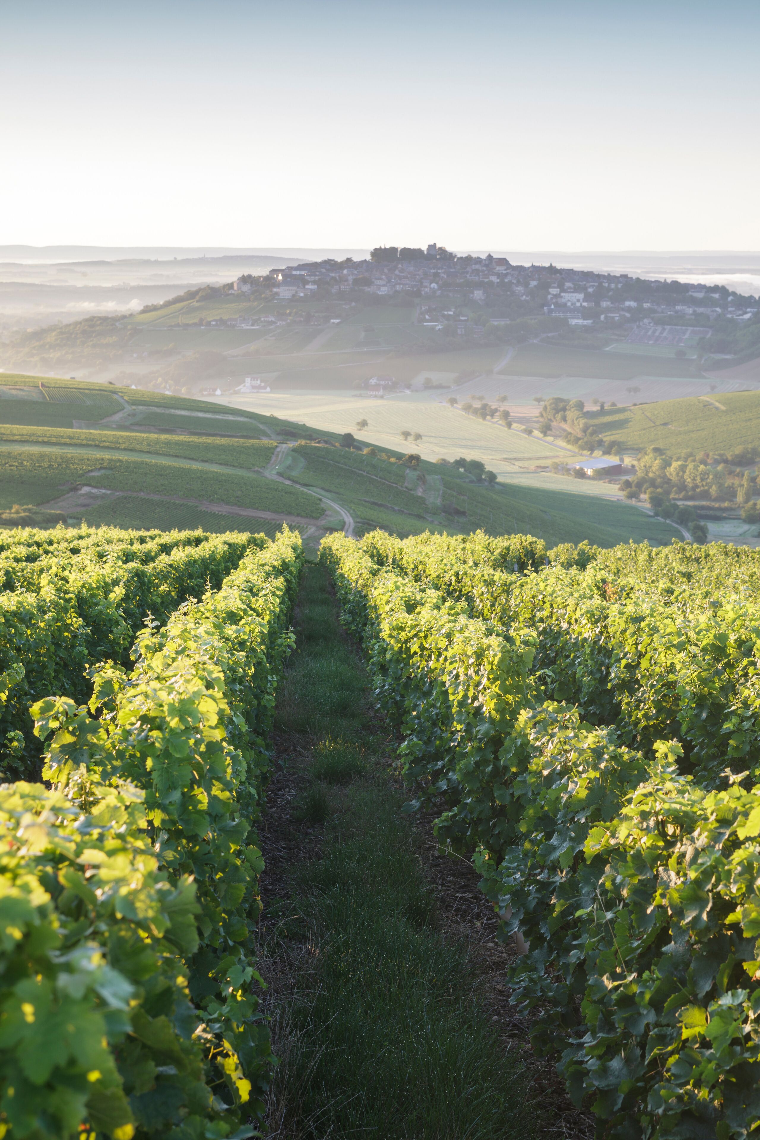 A vineyard with rows of grapevines leading to a distant hilltop settlement.