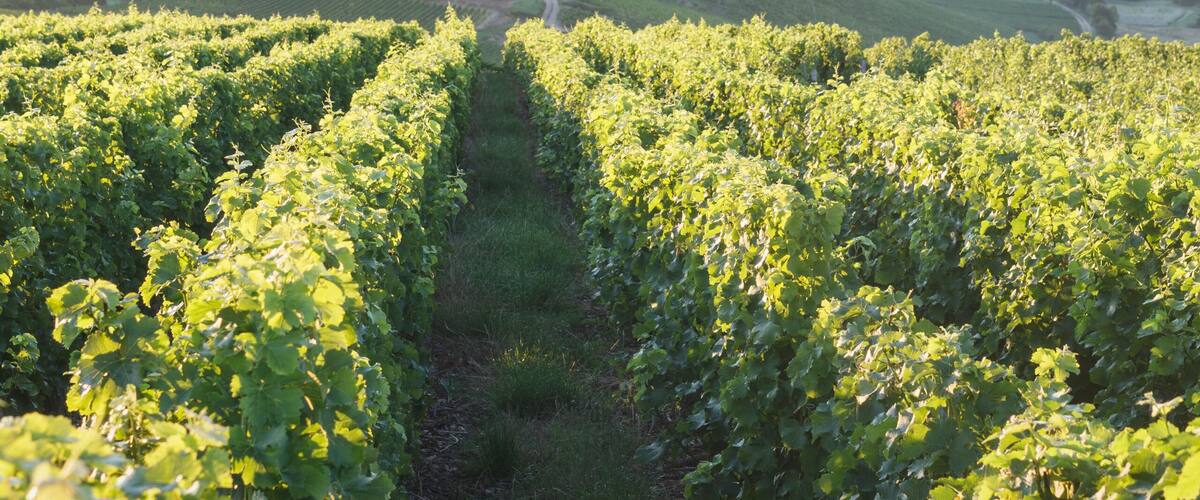 A vineyard with rows of grapevines leading to a distant hilltop settlement.