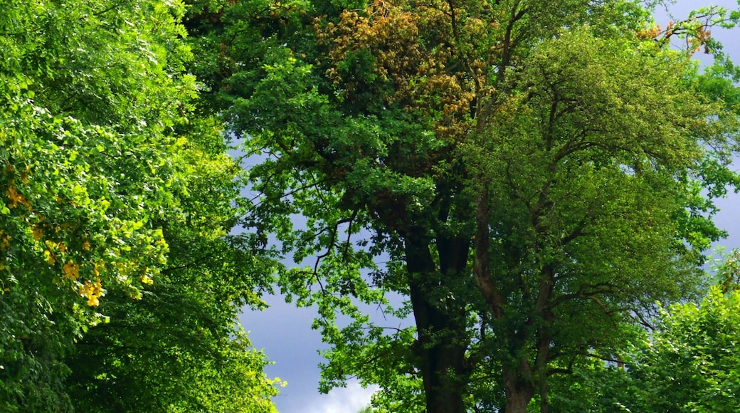 To Many Thunderstorms