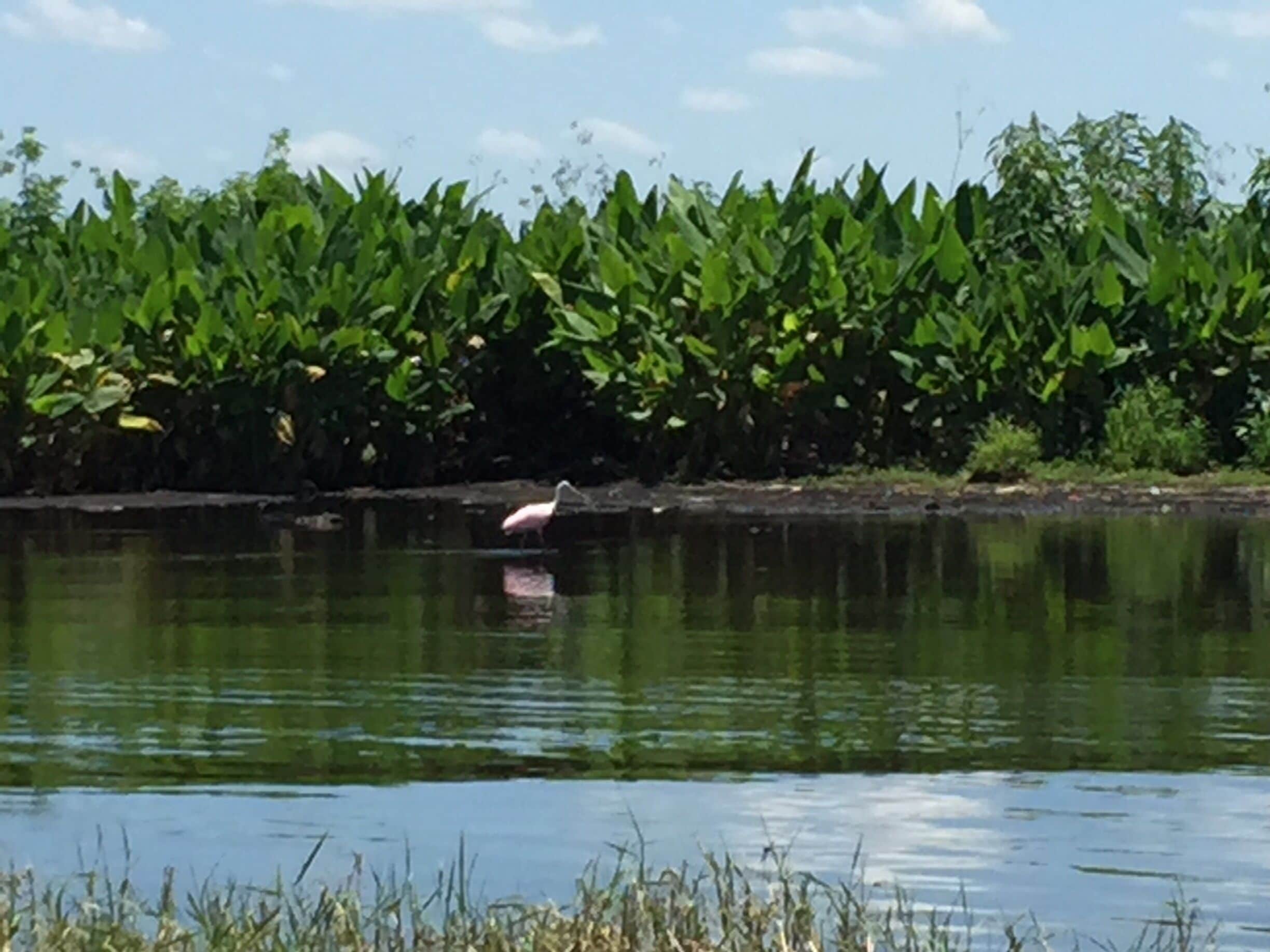 Roseate spoonbill spotted on the airboat ride.