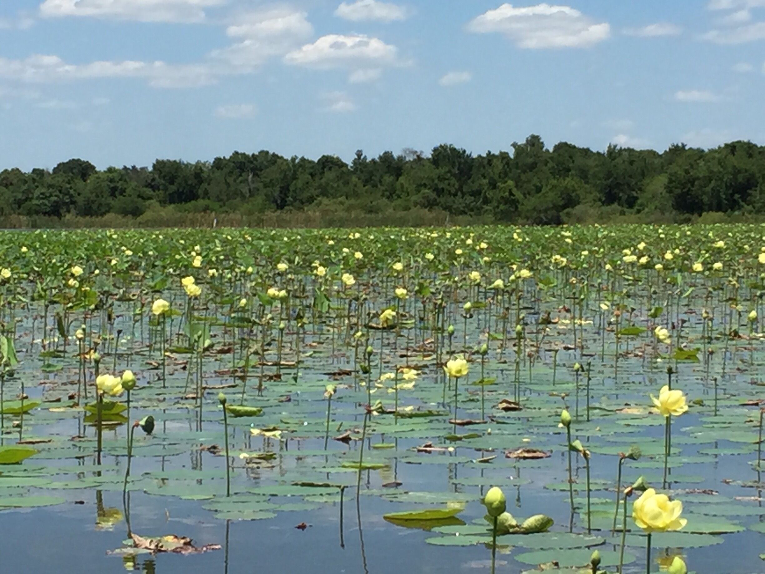 Airboat ride on Lake Trafford and saw lots of alligators.  Very fun.  Kids would love it.