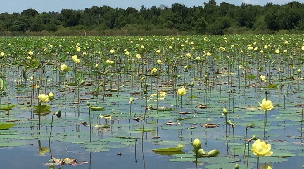 Airboat ride on Lake Trafford and saw lots of alligators. Very fun. Kids would love it.