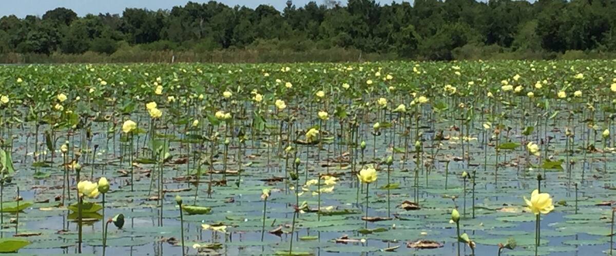 Airboat ride on Lake Trafford and saw lots of alligators. Very fun. Kids would love it.