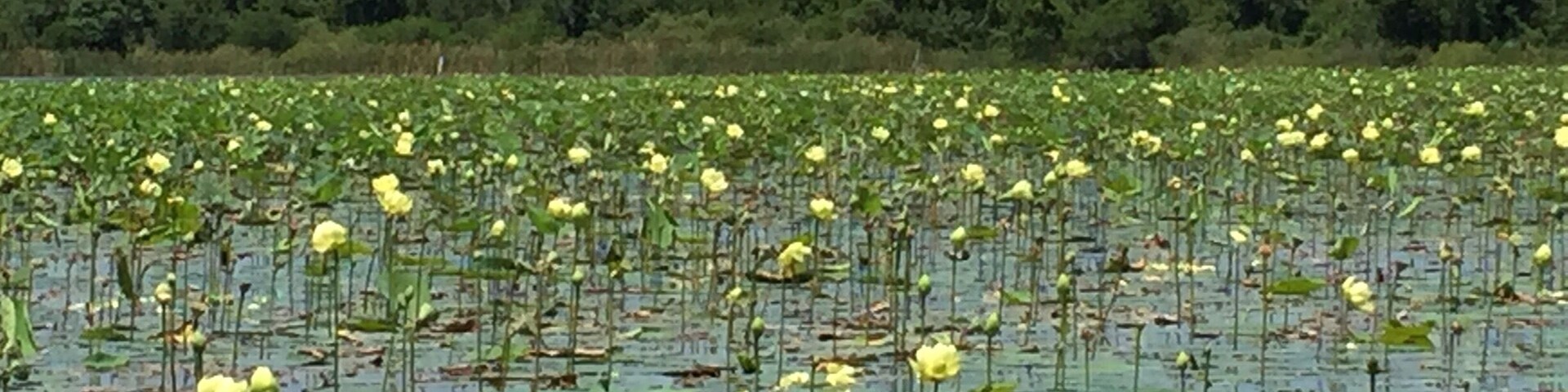 Airboat ride on Lake Trafford and saw lots of alligators. Very fun. Kids would love it.